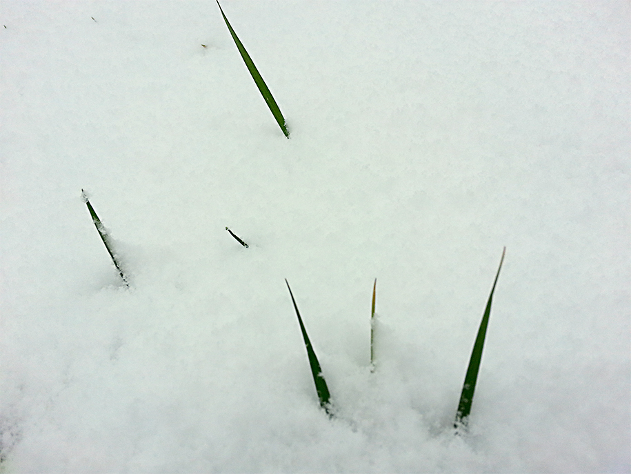 ...schöner weißer Schnee hat mein Mittwochsblümchen zugedeckt...