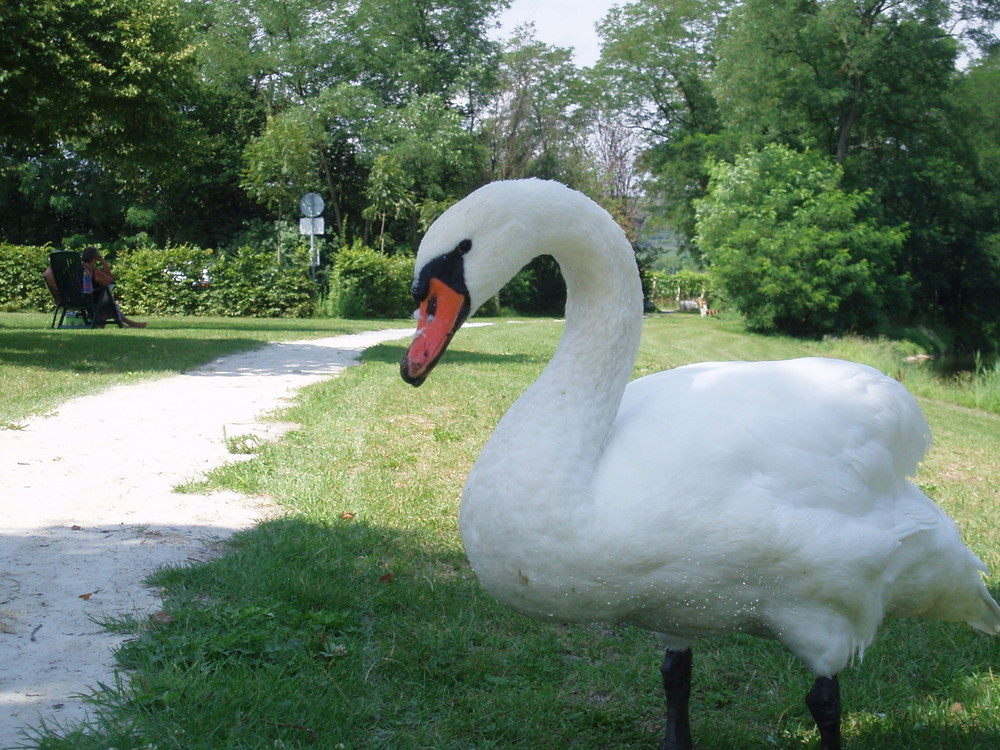 Schöner weißer Schwan