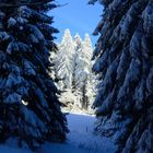 schöner Winterbaum