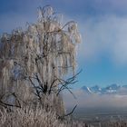 Schöner Wintertag mit Eiger, Mönch und Jungfrau