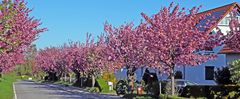 Schöner wohnen im Fühling jn Borthen bei Dresden und himmlische Ruhe...