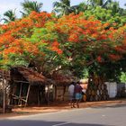 Schöner wohnen in Indien