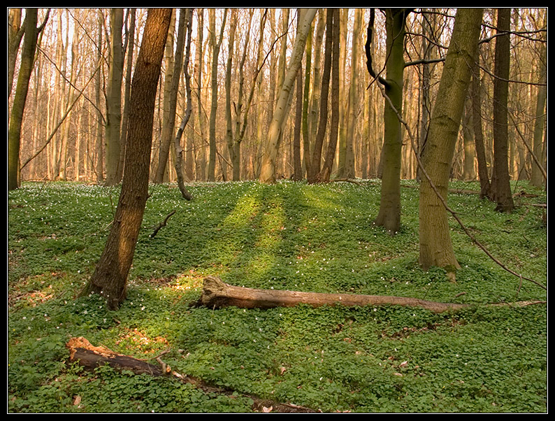 Schönes Abendlicht von Stefan Warken