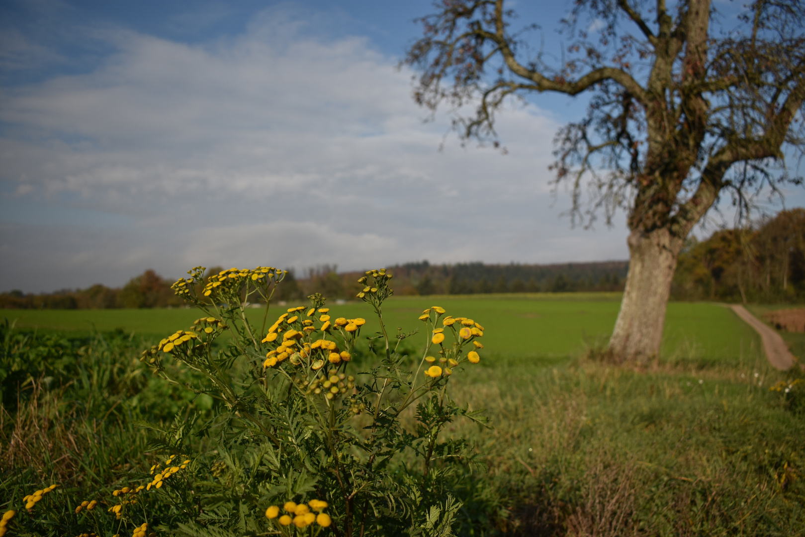 Schönes am Wegesrand