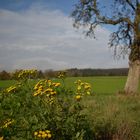 Schönes am Wegesrand