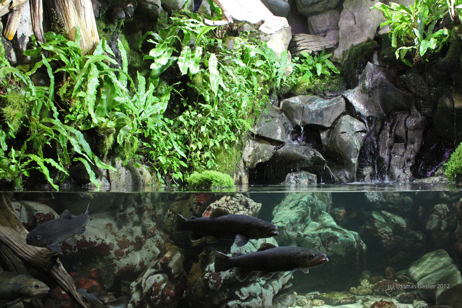 schönes Aquarium mit Forellen Foto &amp; Bild | tiere, zoo, wildpark ...