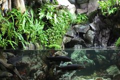 schönes Aquarium mit Forellen