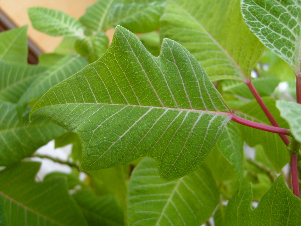 Schönes Blatt