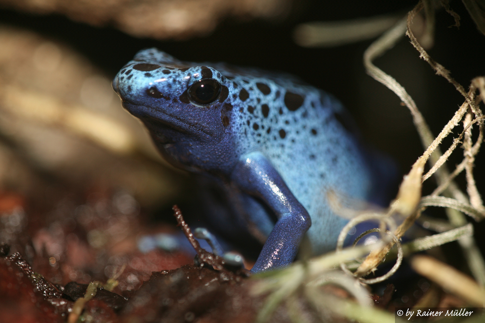 schönes Blau