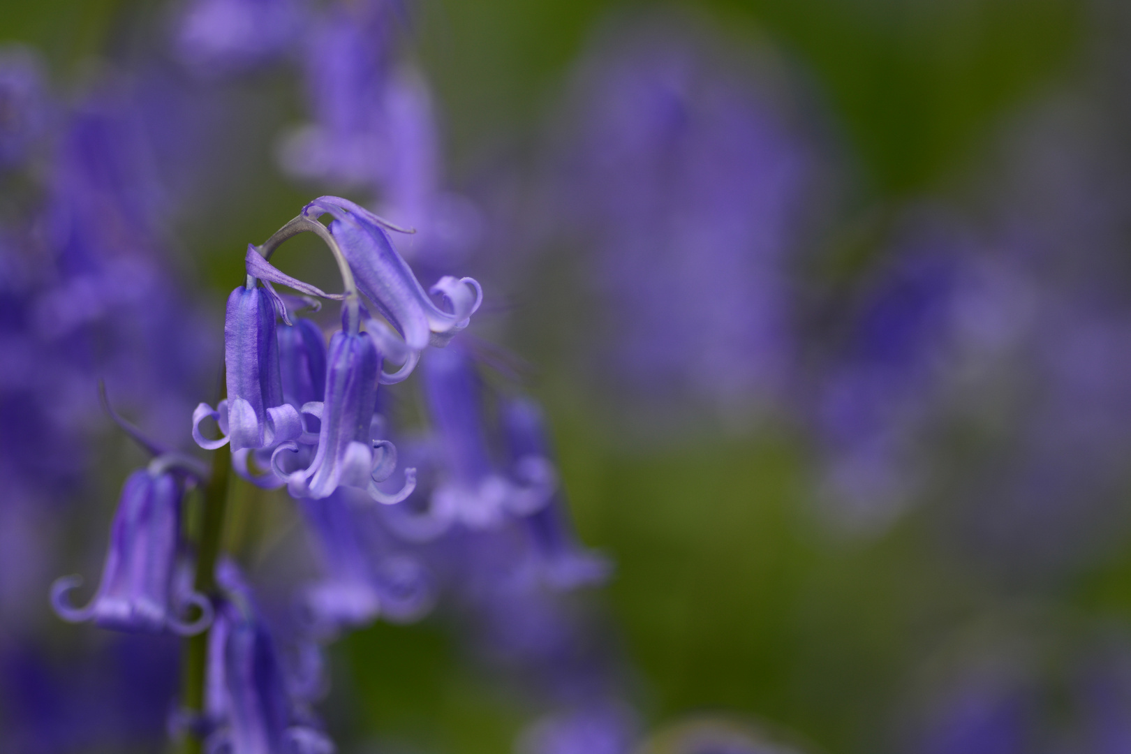 Schönes blaues Hasenglöckchen