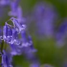 Schönes blaues Hasenglöckchen