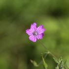 Schönes Blümchen