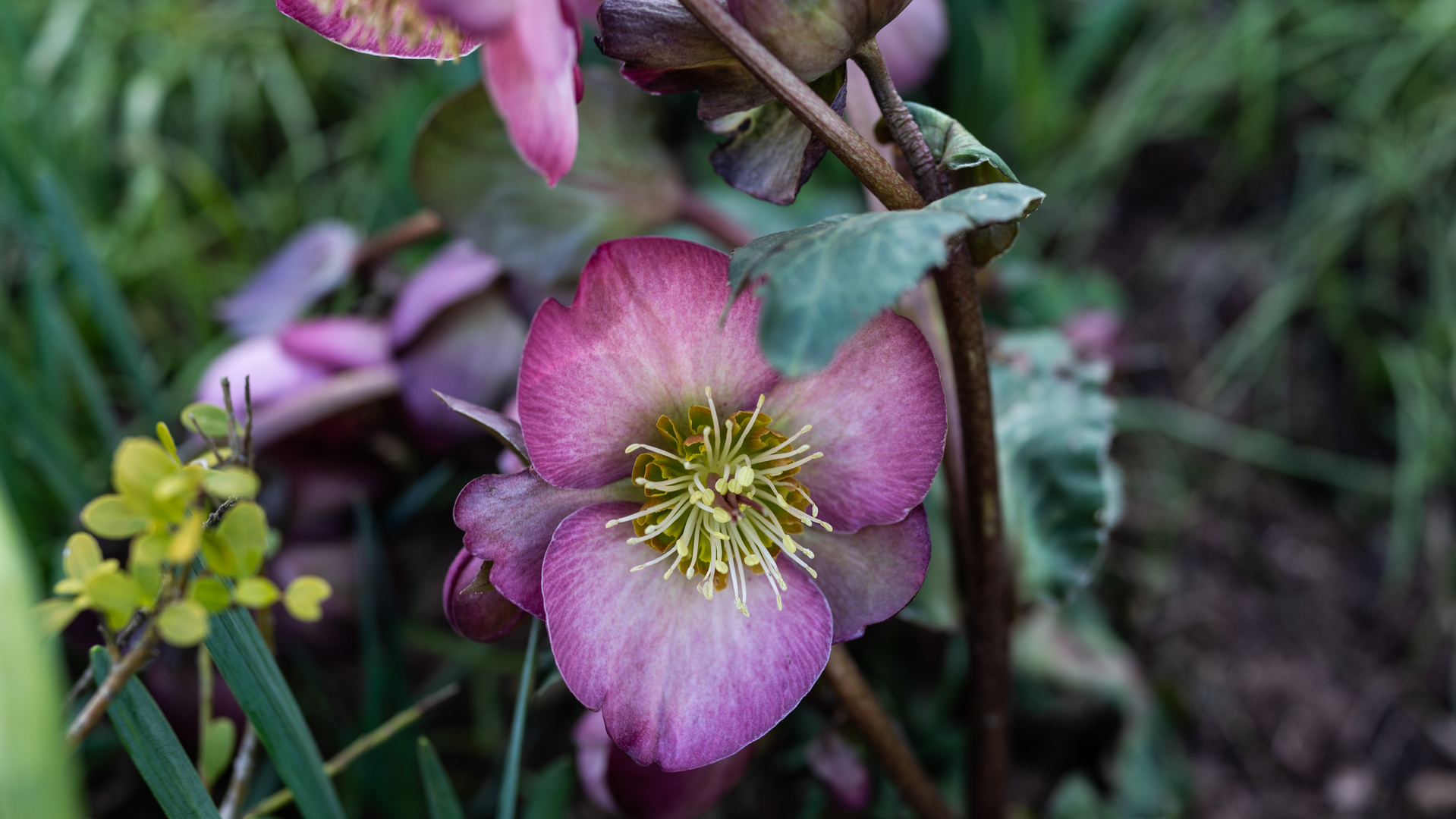 schönes Blümchen