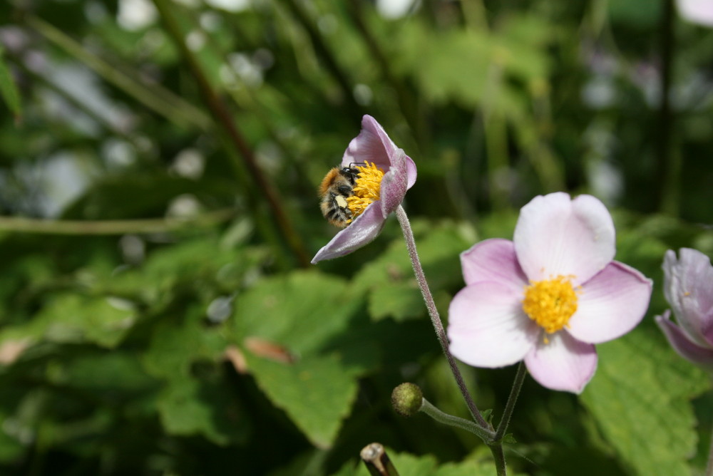 schönes blümchen mitem bienlii... =P