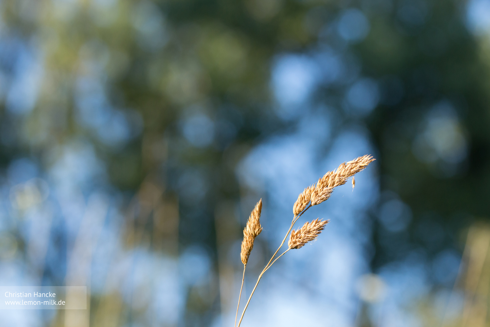 Schönes Bokeh