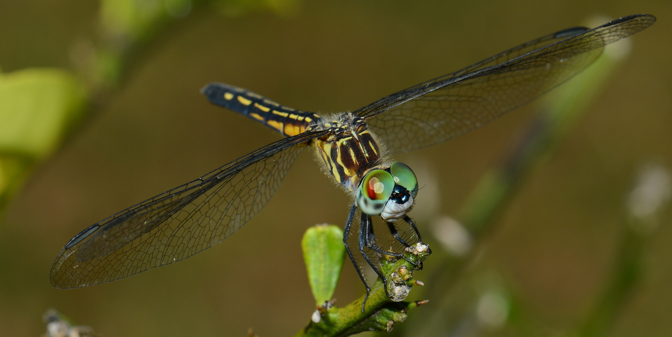 Schönes buntes Köpfchen Foto & Bild | tiere, wildlife, libellen Bilder ... Schönes buntes Köpfchen Foto & Bild | tiere, wildlife, libellen Bilder ...