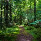 Schönes enges Blätterdach des Waldes