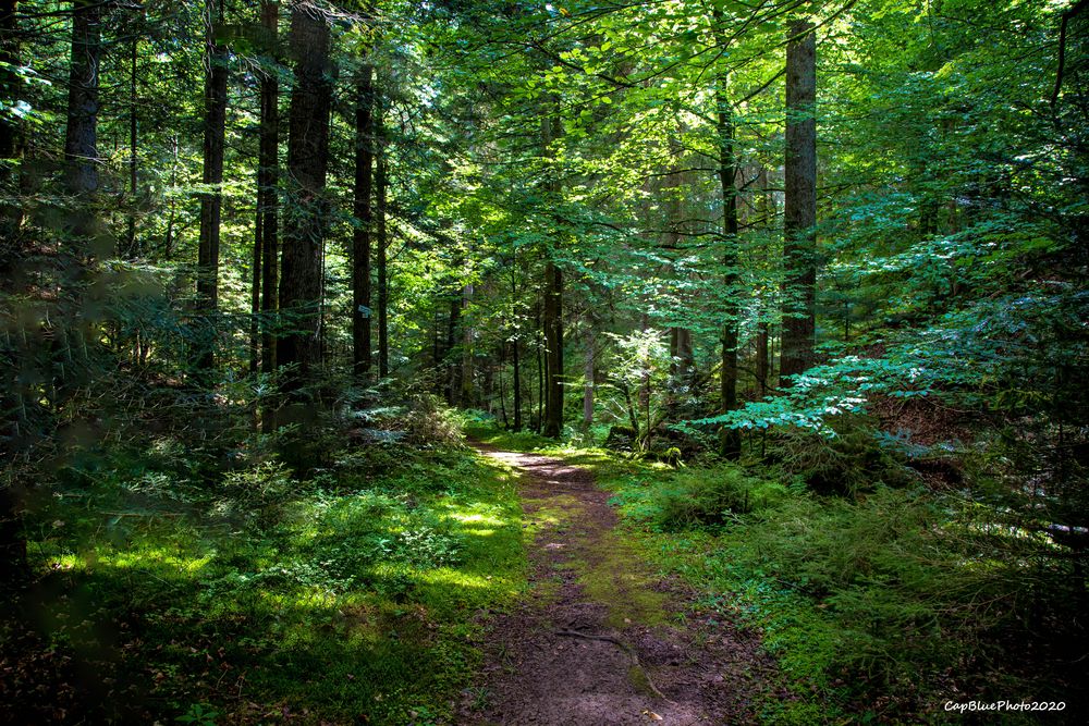 Schönes enges Blätterdach des Waldes