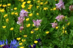 Schönes Farbenspiel im Garten