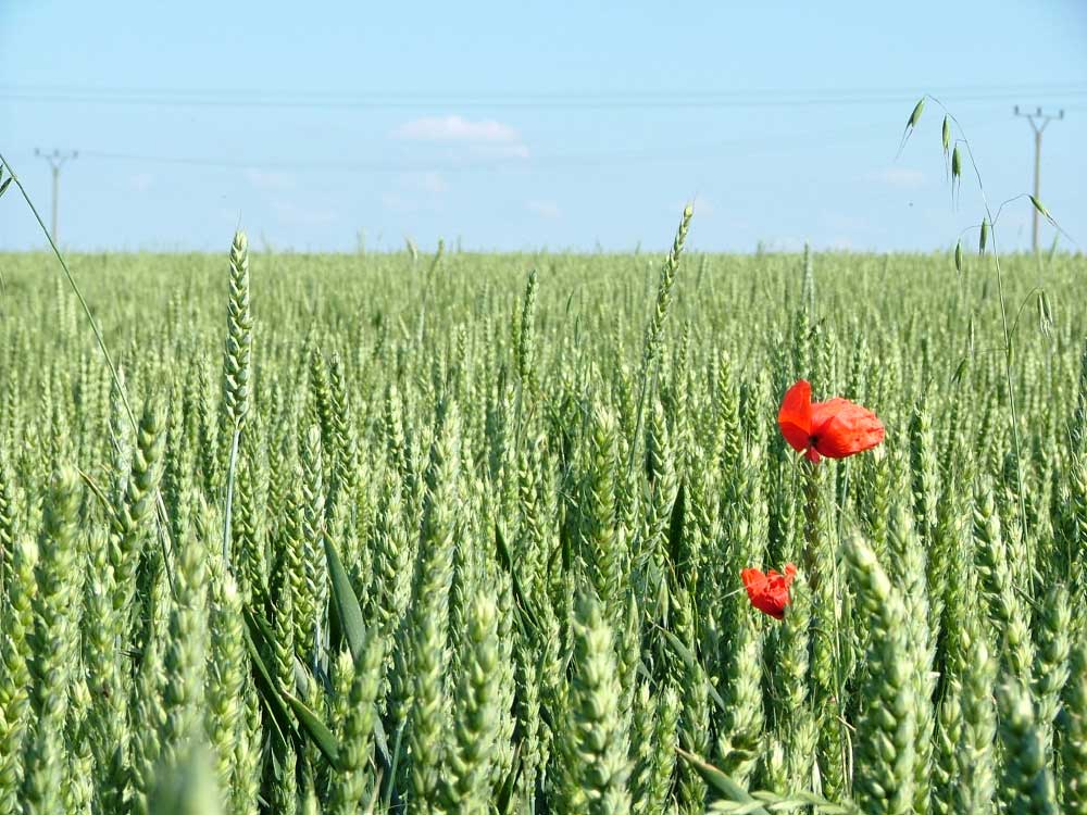 schönes feld und häßliche überlandleitungen