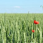 schönes feld und häßliche überlandleitungen