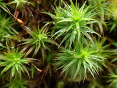 Schönes Frauenhaarmoos (Polytrichum formosum) auf Laubbaum