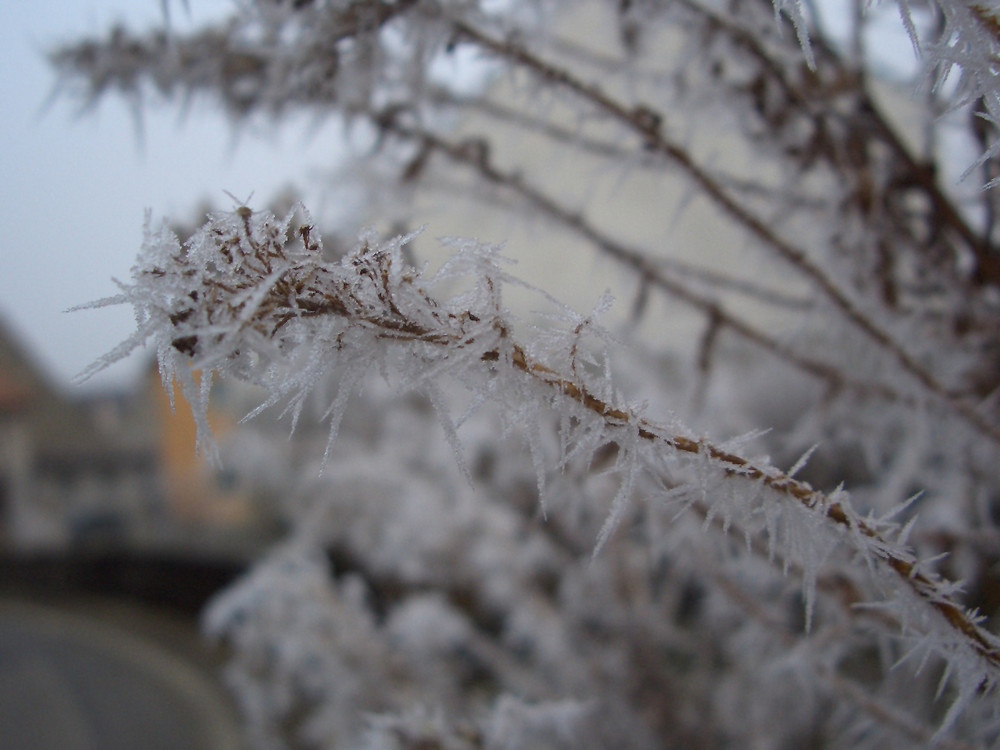 Schönes frostiges Pflanze