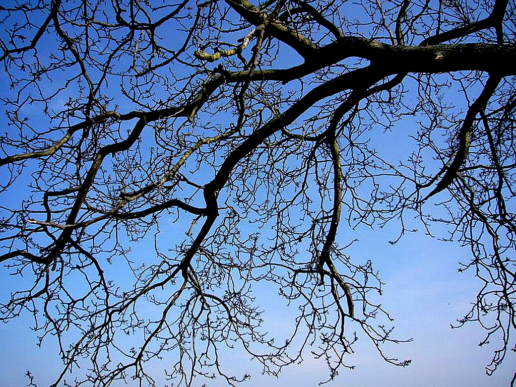 Schönes Geäst eines Baumes