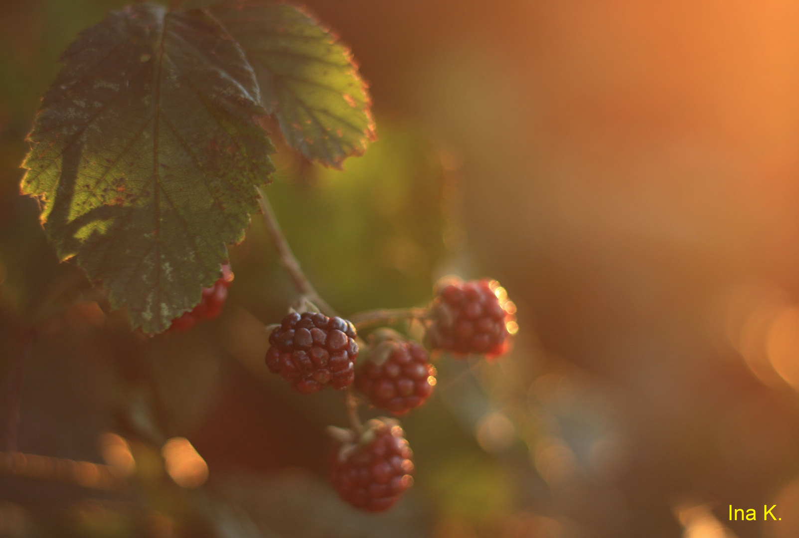 Schönes Herbstlicht