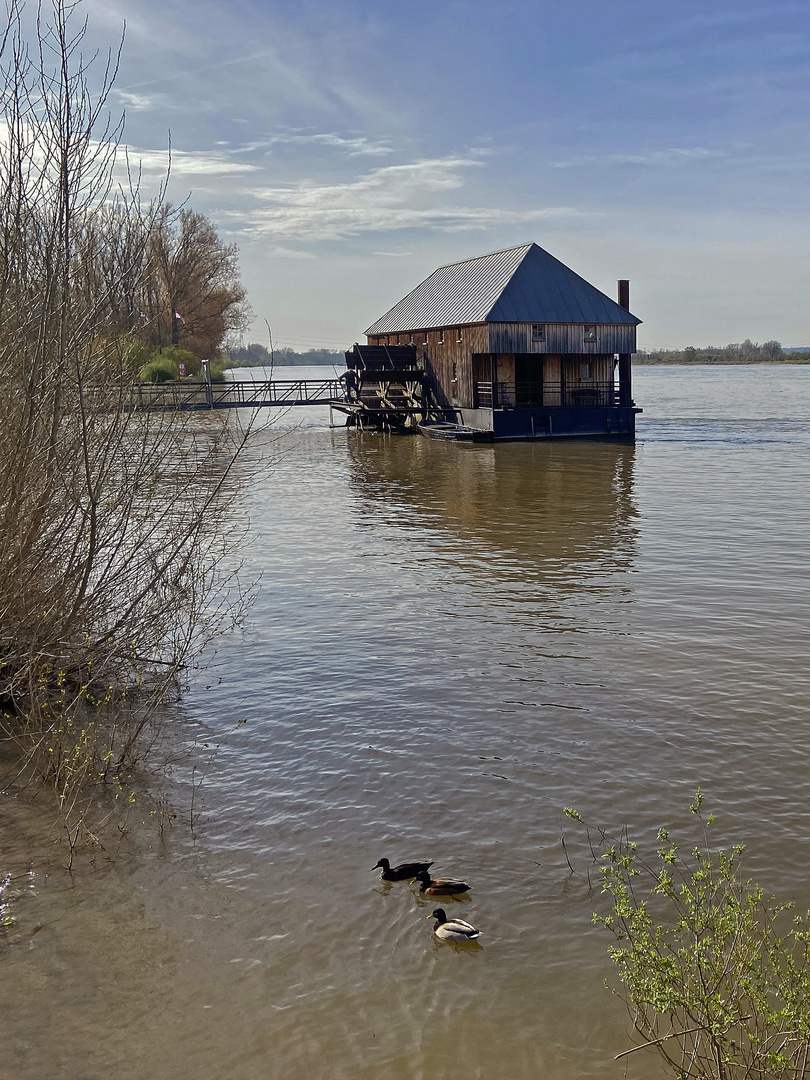 Schönes Hessen: Ginsheim-Gustavsburg (Rhein) 4