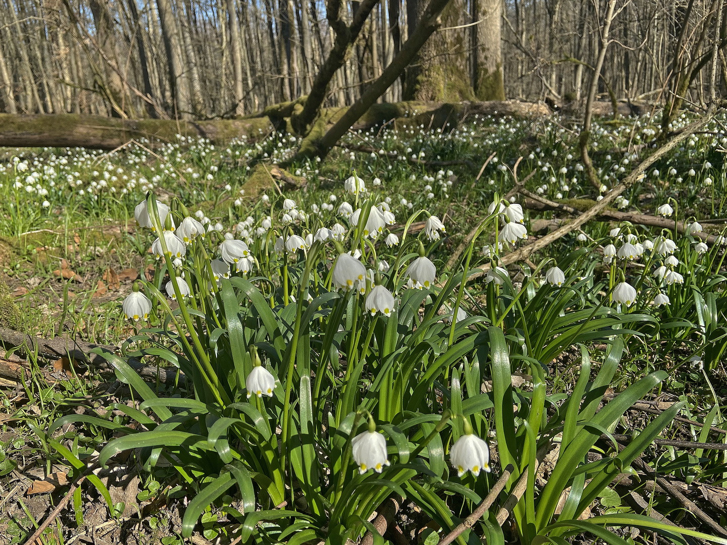 Schönes Hessen: Homberg (Ohm) 2