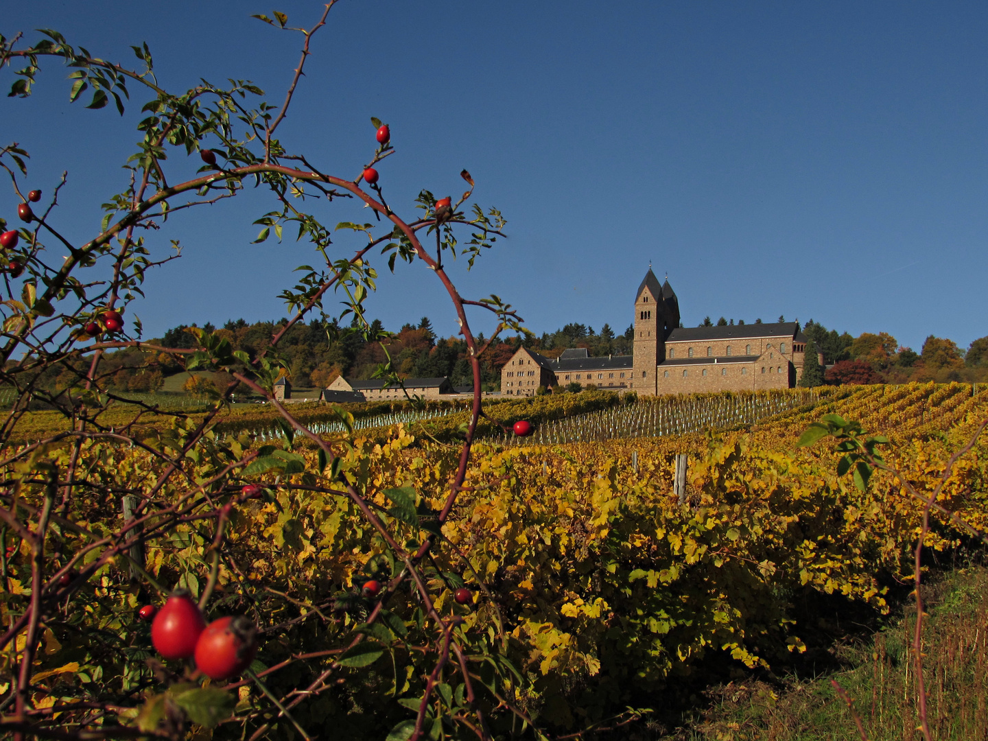 Schönes Hessen: Rüdesheim (Rhein) 1