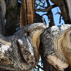 Schönes Holz , Bristlecone Pine                  DSC_4750