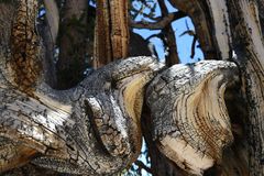 Schönes Holz , Bristlecone Pine                  DSC_4750