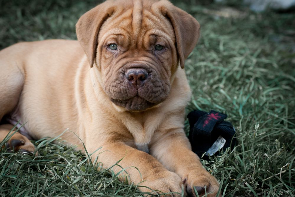 Schönes Hundesleben von dmphotography 