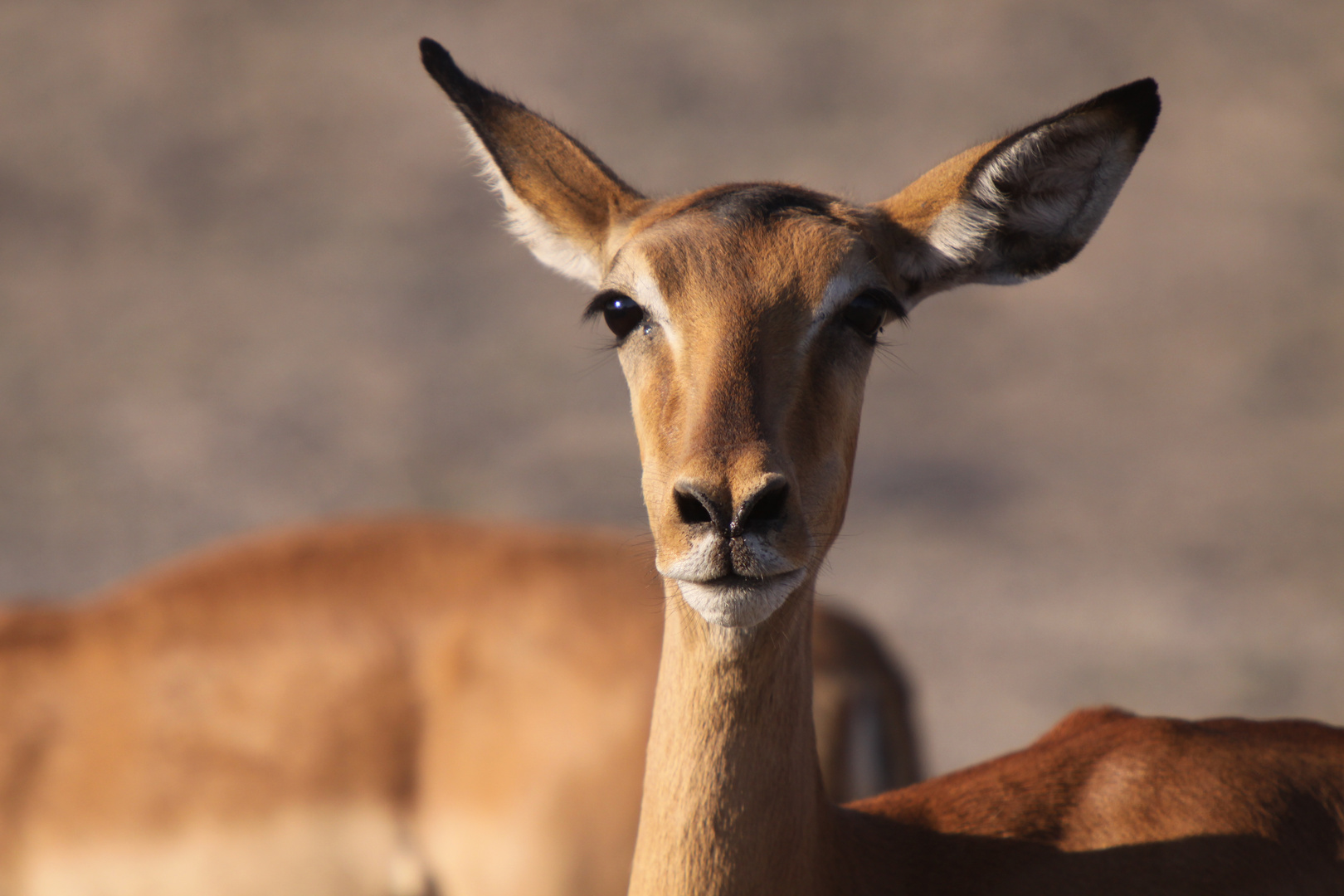 schönes Impala