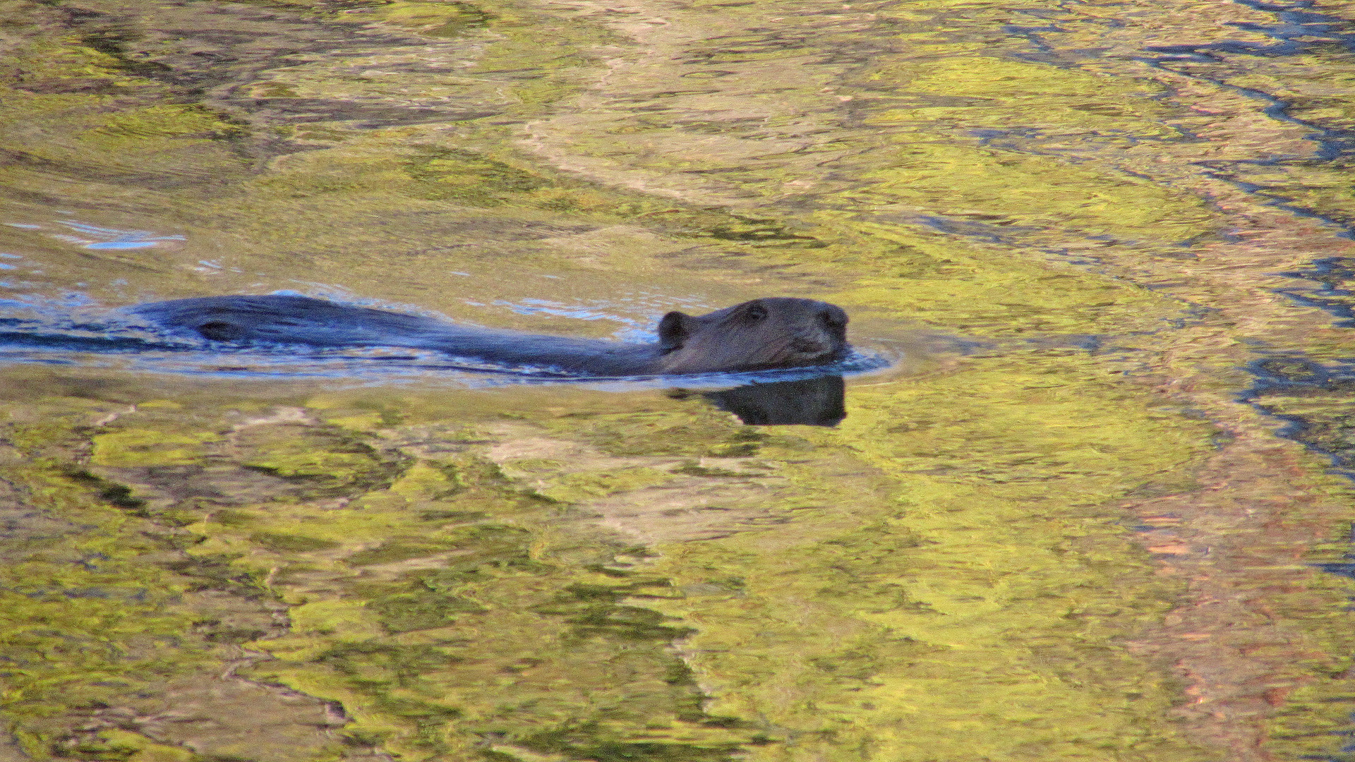 Schönes Kanada: Yukon 11