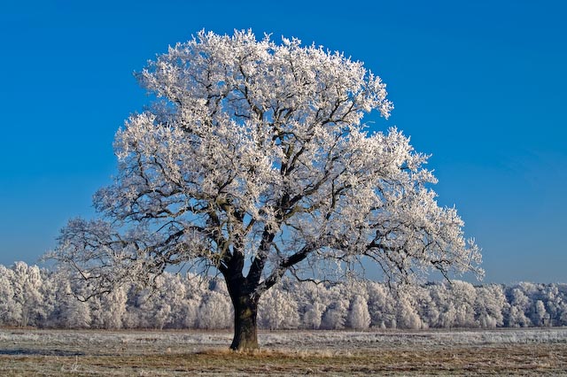 schoenes Land Brandenburg - Baum im Wintermantel