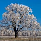 schoenes Land Brandenburg - Baum im Wintermantel