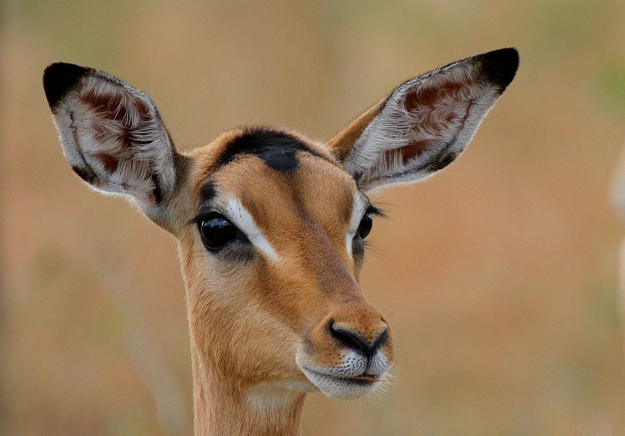 Schönes Mädchen - Junge Impalaantilope