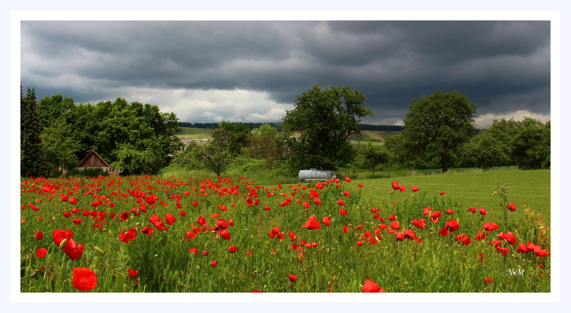 Schönes Mohnfeld nach dem Regen