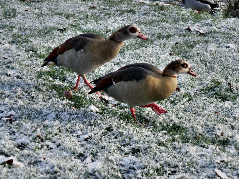 Schönes Motiv am Uni-Weiher