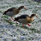 Schönes Motiv am Uni-Weiher