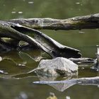 Schönes Motiv von Mutter Natur