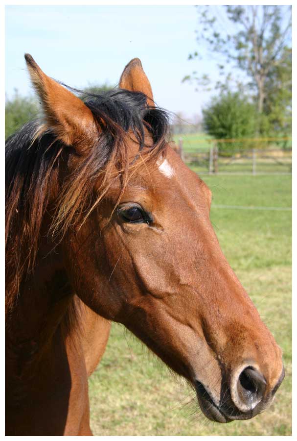 Schönes Pferd