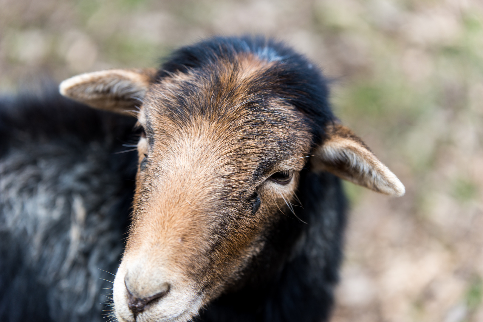 Schönes Portrait