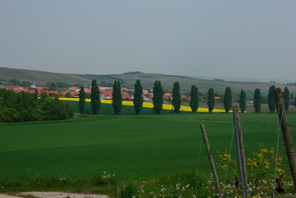 Schönes Rheinhessen