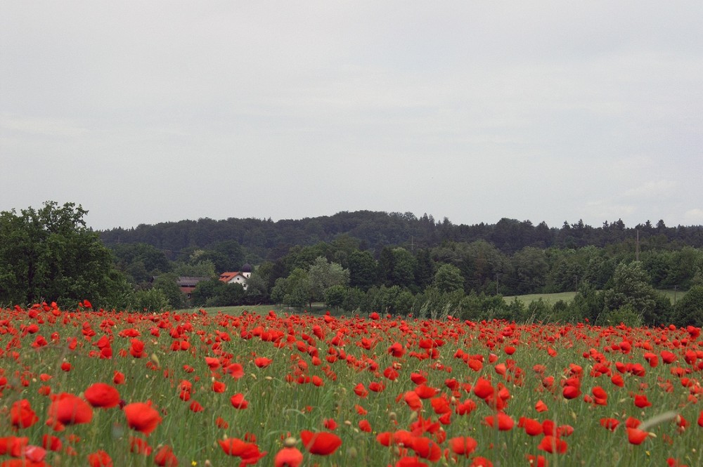 schönes Rot