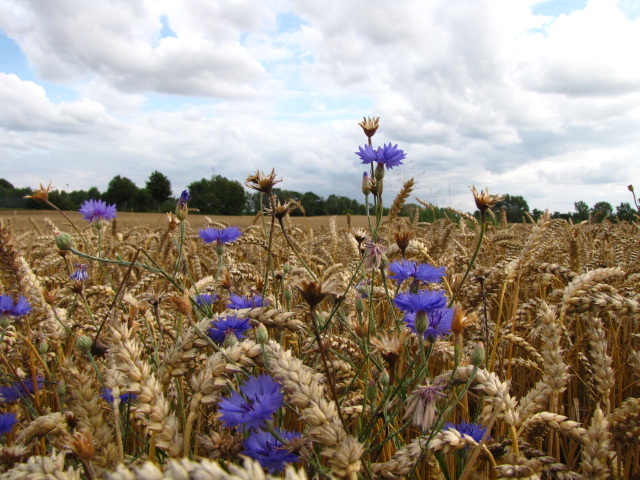 Schönes Schleswig Holstein