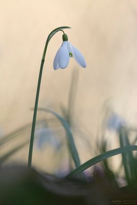 Schönes Schneeglöckchen
